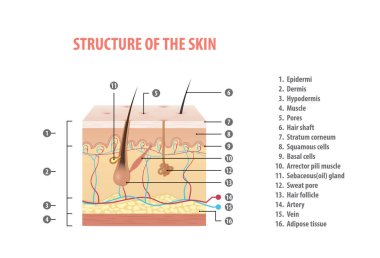 Structure of the skin info with number illustration vector on white background. Medical concept. clipart