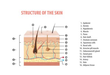 Structure of the skin info with number illustration vector on white background. Medical concept. clipart
