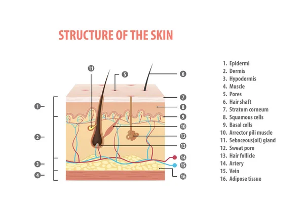 Strukturen Huden Info Med Nummer Illustration Vektor Vit Bakgrund Medicinska — Stock vektor