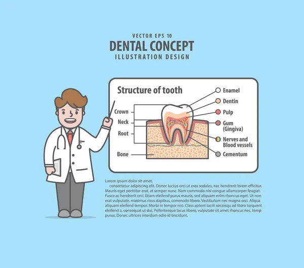 Ärzte Charaktere Referieren Über Die Struktur Des Zahnlayout Illustrationsvektors Auf — Stockvektor