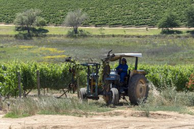  Waterkloof Wine Estate Somerset West, Western Cape, Güney Afrika. Traktör sarmaşıklar yaz aylarında püskürtme iş başında.