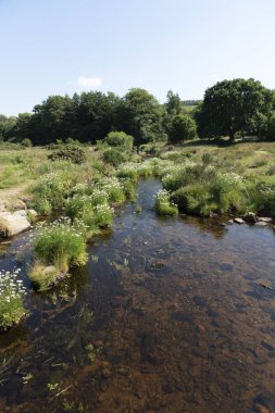 Güzel doğa manzarası manzarası 