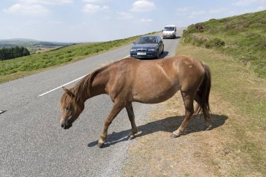 Devon, İngiltere, İngiltere'de Dartmoor Milli Parkı içinde otlatma midilli