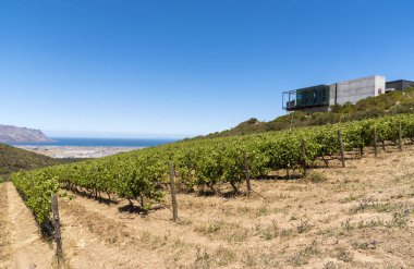 Waterkloof Wine Estate Somerset West, Western Cape, Güney Afrika. Deniz kenarı yanlış Körfezi'ne bakan.