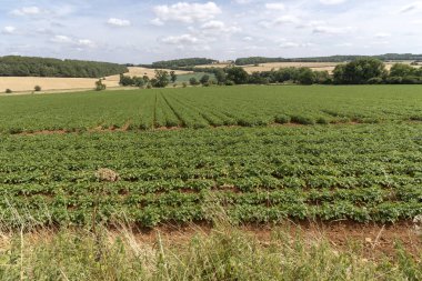 Çiçek çiçek ile patates tarlası. ve uzak buğday alanları büyüyen. Gloucestershire, İngiltere