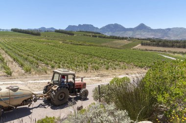 Waterkloof Wine Estate Somerset West, Western Cape, Güney Afrika. Traktör sarmaşıklar yaz aylarında püskürtme iş başında.