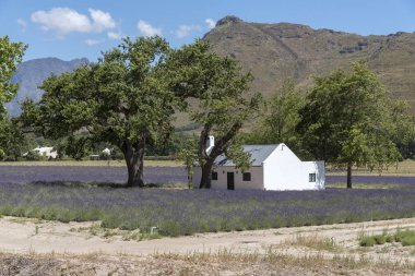 Alan lavanta çevresinde bir işçi cottage adlı La Motte Franschhoek Valley, Western Cape, Güney Afrika.