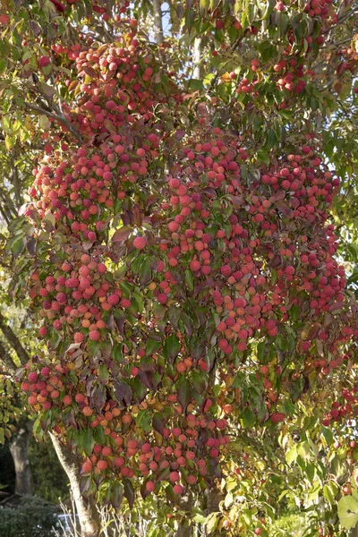 Owoców Liści Drzewa Dereń Kousa Późnym Latem — Zdjęcie stockowe
