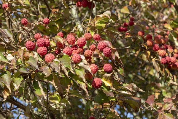 Owoców Liści Drzewa Dereń Kousa Późnym Latem — Zdjęcie stockowe