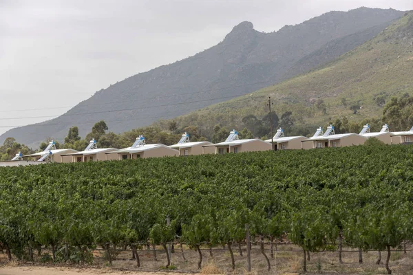 Pulpit Rock winery at Riebeek West in the Swartland wine producing region of South Africa. Workers cottages in the vines.