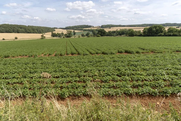 Поле Картофеля Цветущими Цветами Отдаленных Пшеничных Полей Глоустершир Англия Великобритания — стоковое фото