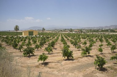 Murcia Güney İspanya ve Sierra de Carrasco bölgedeki portakal ağacı