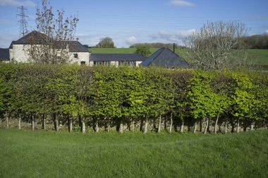 Stilted Hornbeam hedge providing screening in a Welsh country garden clipart