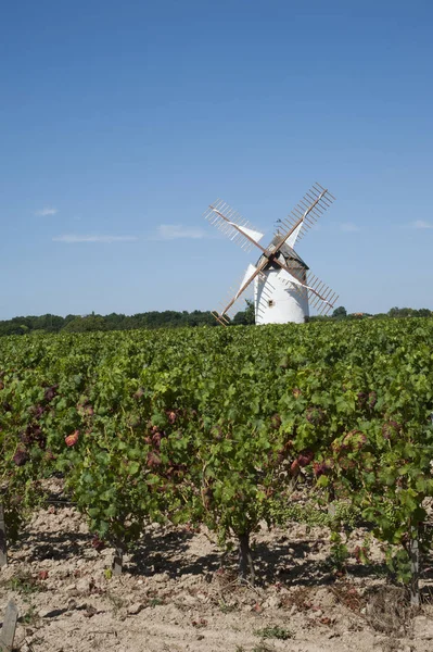 Moinho Vento Uma Vinha Rosnay Região Vendee França — Fotografia de Stock