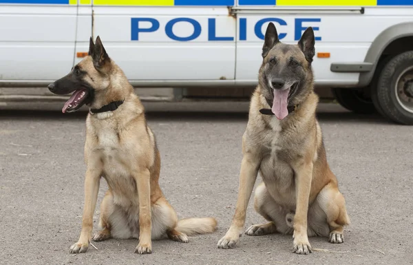 Portrait Police Dog — Stock Photo, Image