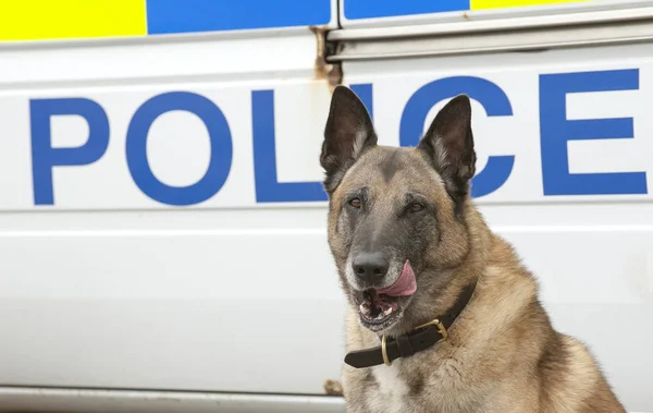 Portrait Police Dog — Stock Photo, Image