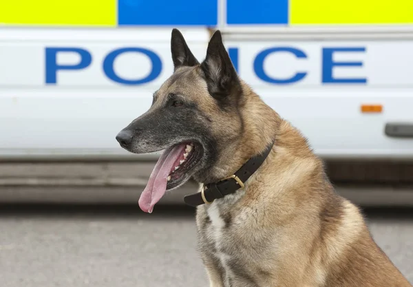 Portrait Police Dog — Stock Photo, Image