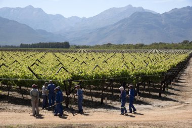 Üzüm Bergrivier bölgede Bahar sırasında bağlayan işçiler. Güney Afrika