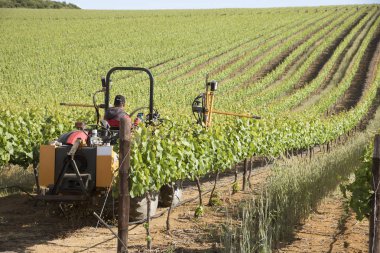 Ekipman kesim üstleri Vines bahar Western Cape Güney Afrika için kırpma ile traktör