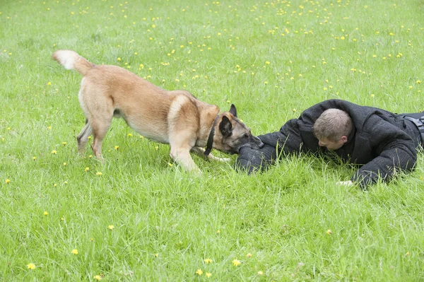 Police dog attacking man in training exercise