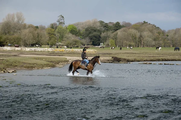 Piloto Pônei Cruzando Rio Ewenny Ogmore Vale Glamorgan Sul Wales — Fotografia de Stock