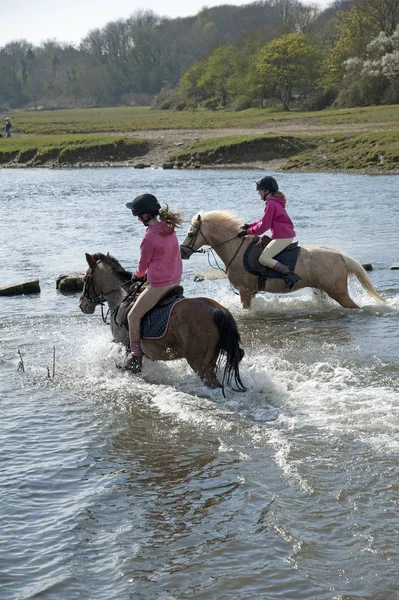 Pilotos Pônei Atravessando Rio Ewenny Ogmore Vale Glamorgan Wales — Fotografia de Stock