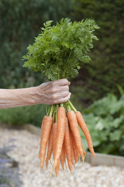 Bunch Fresh Carrots — Stock Photo, Image