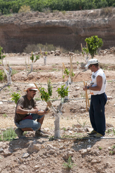 Фермер работает над поддержкой апельсинового дерева в цитрусовых на юге Испании
 