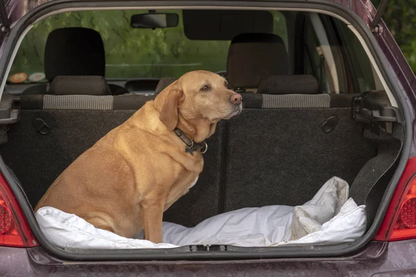 Red Labrador Dog Sitting Boot Car — Stock Photo, Image