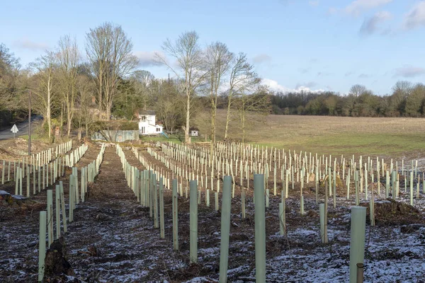 Micheldever Winchester Hampshire Inglaterra Reino Unido Janeiro 2019 Árvores Derrubadas — Fotografia de Stock