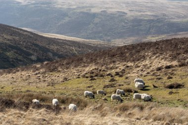 Exmoor Milli Parkı, Somerset, İngiltere, İngiltere'de. Mart 2019. Koyun üzerinde otlatma arazi Exmoor Simonsbath bir köy yakın bu milli parkta açın..