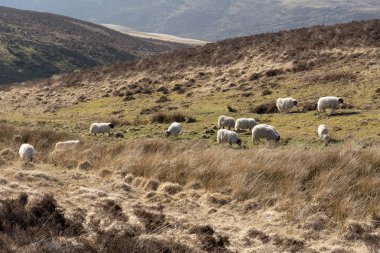 Exmoor Milli Parkı, Somerset, İngiltere, İngiltere'de. Mart 2019. Koyun üzerinde otlatma arazi Exmoor Simonsbath bir köy yakın bu milli parkta açın..