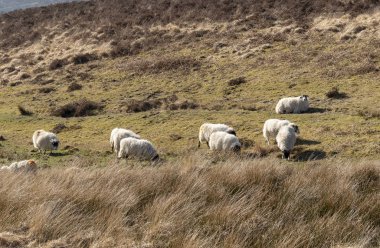 Exmoor Milli Parkı, Somerset, İngiltere, İngiltere'de. Mart 2019. Koyun üzerinde otlatma arazi Exmoor Simonsbath bir köy yakın bu milli parkta açın..