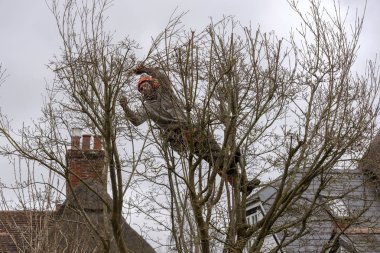 Micheldever, Winchester, Hampshire, İngiltere. Mart 2019. Ağaç cerrahı güvenlik ekipmanları giyen bir ağaç süsleme.