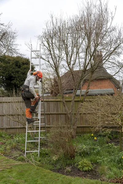 Micheldever Winchester Hampshire Inglaterra Marzo 2019 Cirujano Árboles Bajando Una —  Fotos de Stock