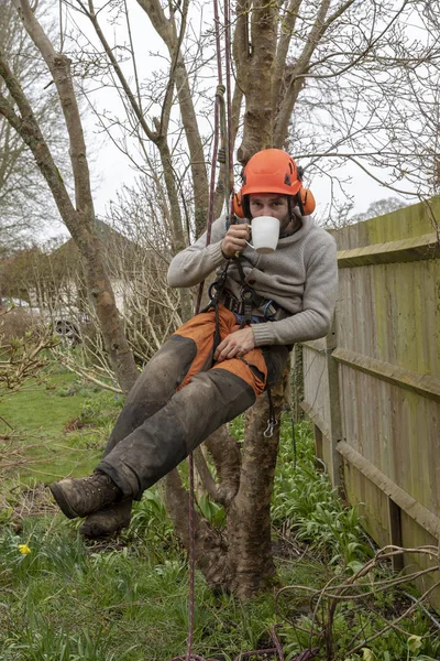 Micheldever, Winchester, Hampshire, England, UK. March 2019. Tree surgeon hangs from tree with a cup of tea,