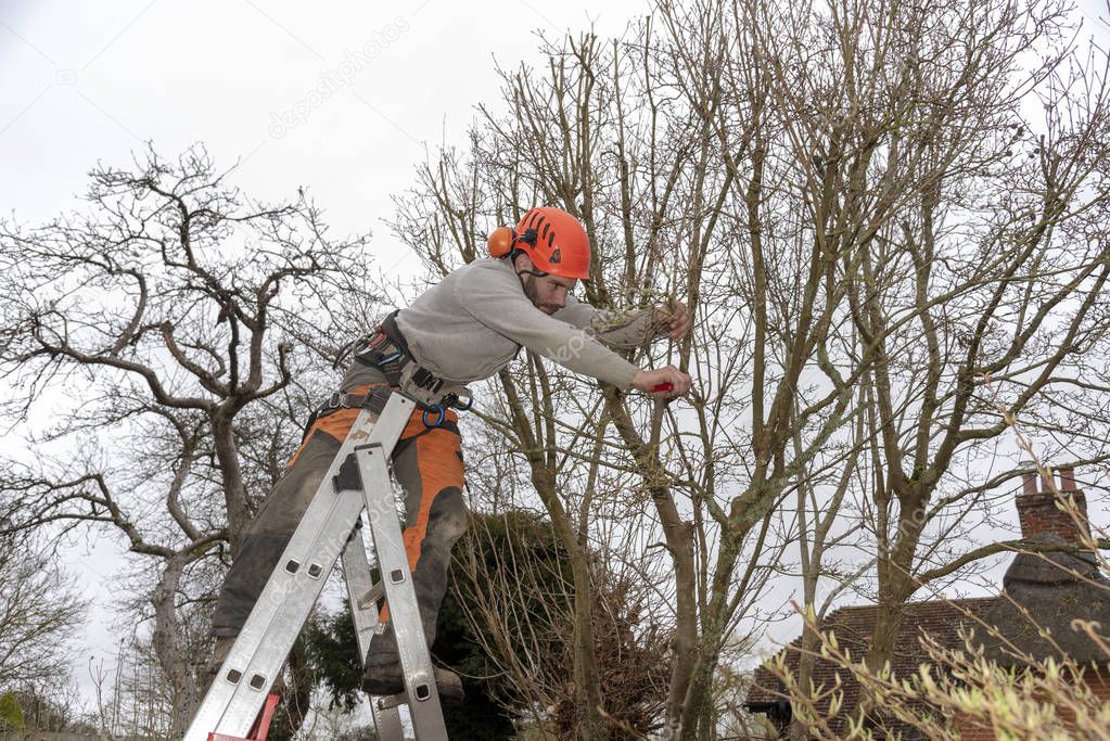 Micheldever, Winchester, Hampshire, England, UK. March 2019. Tree surgeon trimming a tree from a ladder.