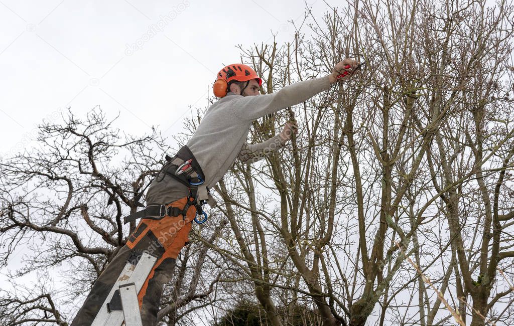 Micheldever, Winchester, Hampshire, England, UK. March 2019. Tree surgeon trimming a tree from a ladder.