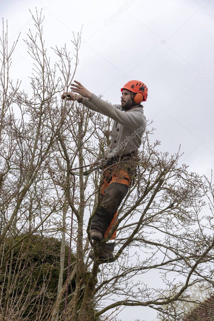 Micheldever, Winchester, Hampshire, England, UK. March 2019. Tree surgeon trimming a tree.