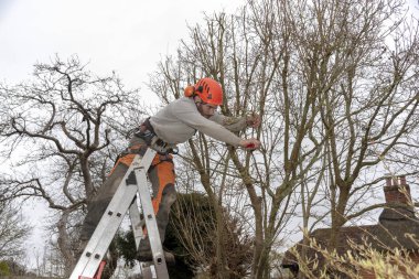 Micheldever, Winchester, Hampshire, İngiltere. Mart 2019. Ağaç cerrahı bir merdiven bir ağaca bağlı olan Temizleme taşları.