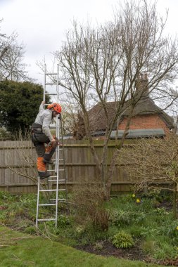 Micheldever, Winchester, Hampshire, İngiltere. Mart 2019. Ağaç ağaç tırmanma cerrah.