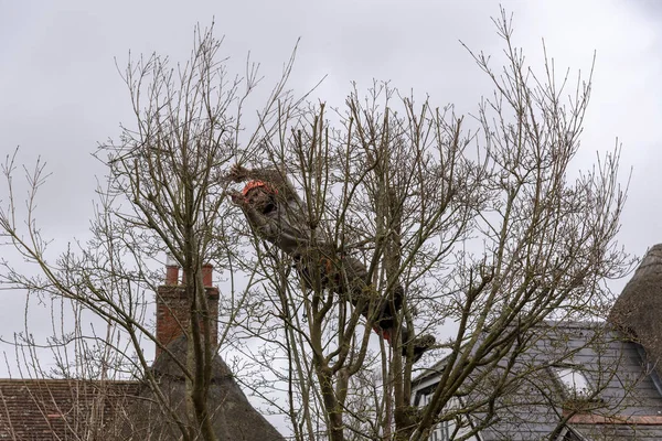 Tree surgeon working in a tree wearing safety equipment.