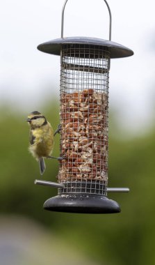 Broadway, Gloustershire, Ingiltere, Temmuz 2019. Ingiliz bahçesinde asılı bir kuş besleyiciden fıstık besleyen mavi baştankara kuş.