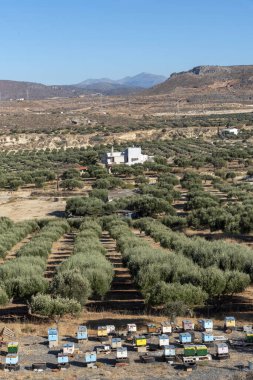 Kato Gouves, Girit, Yunanistan. Ekim 2019. Kuzey kıyısındaki Gouves yakınlarında zeytin ağaçları ve arı kovanları..