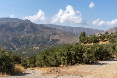 Lithines, Girit, Yunanistan. Eylül 2019. Doğu Girit 'teki Matrigalos yakınlarındaki Lithines' te zeytin çiftliği.. 