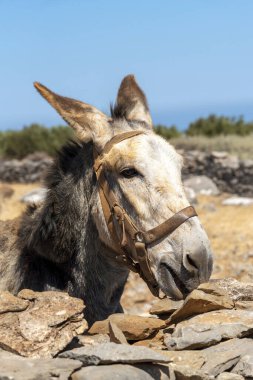 Seles, doğu Girit, Yunanistan. Eylül 2019. Girit kırsalında kuru bir taş duvarın üzerinden bakan Girit eşeği..