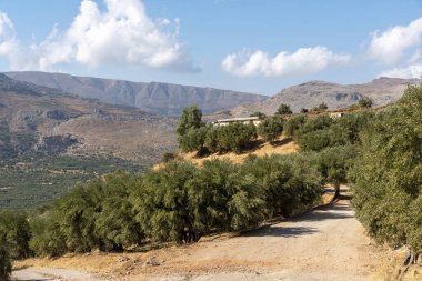 Lithines, Girit, Yunanistan. Eylül 2019. Doğu Girit 'teki Matrigalos yakınlarındaki Lithines' te zeytin çiftliği.. 
