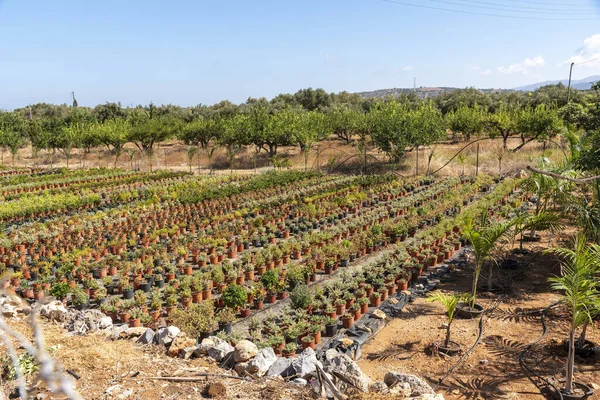 Малия Крит Греция Сентябрь 2019 Года Растения Растущие Открытом Воздухе — стоковое фото