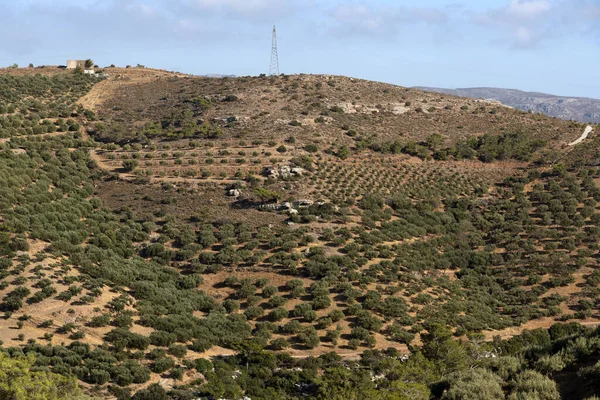Seles Crete Greece October 2019 Olive Trees Groves Mountainous Area Royalty Free Stock Photos