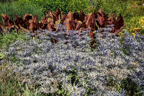 Hampshire Anglia Egyesült Királyság 2020 Eryngium Kék Hullámok Tömege Virágzik — Stock Fotó